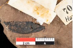Foto (Detailansicht) von Xylomites ilicis Ettingshausen (NHMW-GEO-2024-0188-0070)